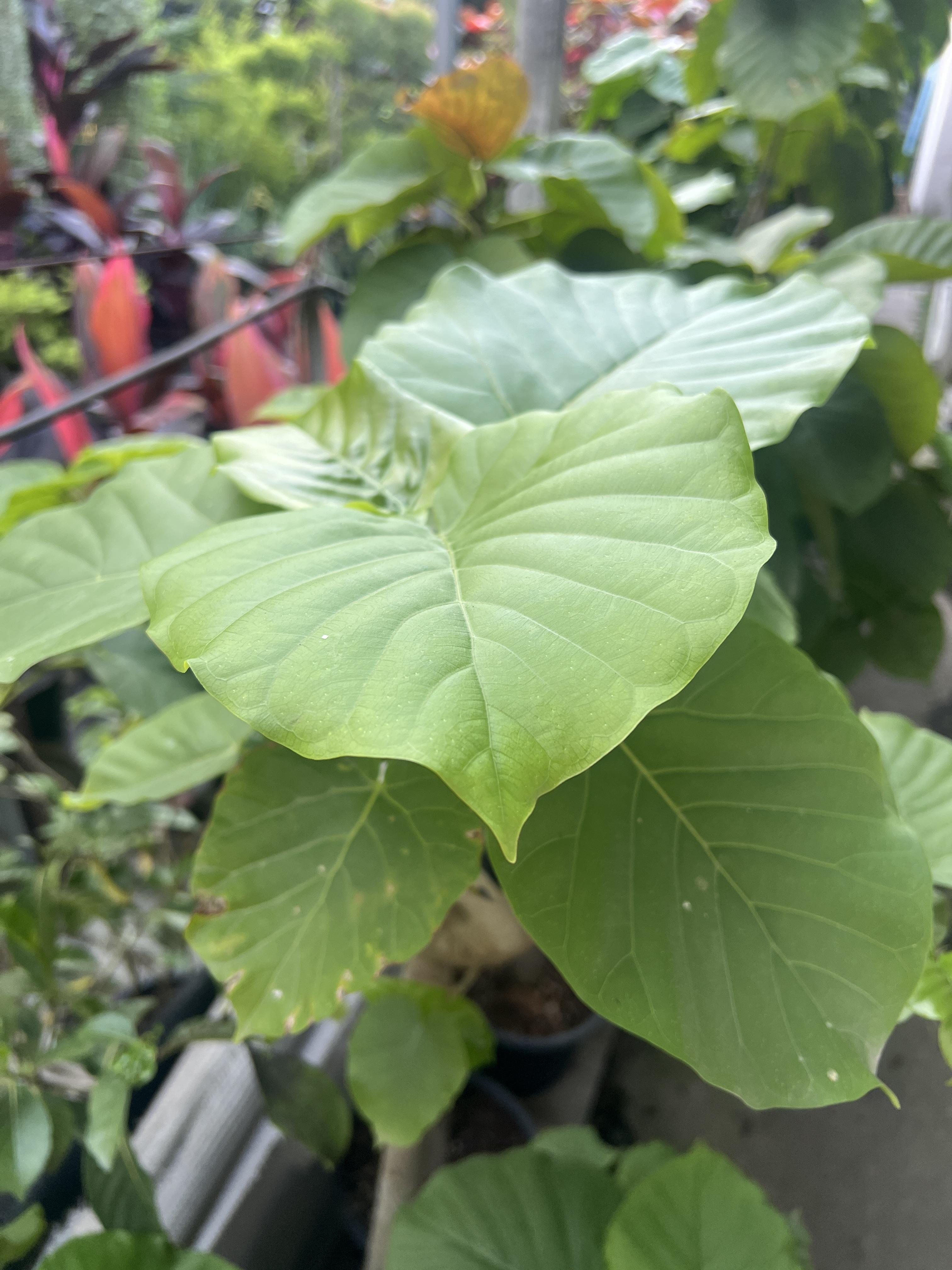 ไทรเจ้าสัว