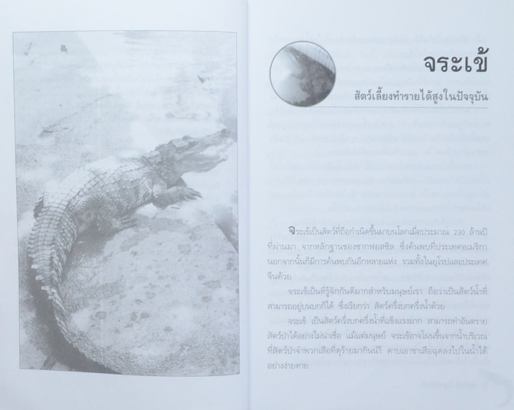 สัตว์เศรษฐกิจ จระเข้ (ขายตามสภาพ)