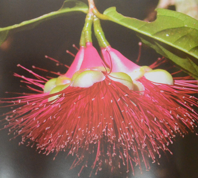 พรรณไม้เกียรติประวัติของไทย
