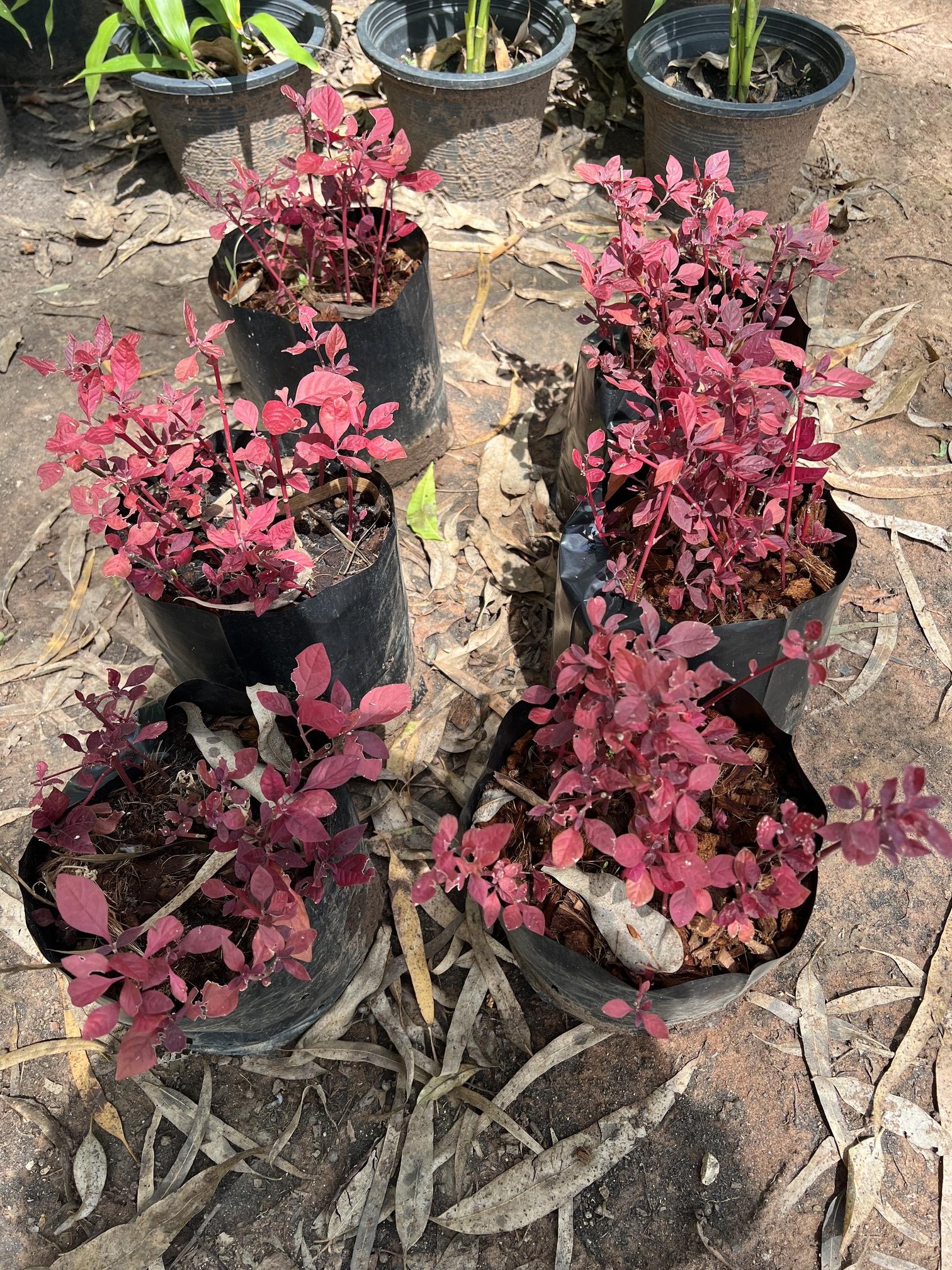 ต้นแดงชาลี Aerva sanguinolenta เครือข้าวตอก พันงูตัวผู้ พันงูใหญ่ สารข้าวตอก หญ้าดอกขาว หญ้าพันงูเล็ก