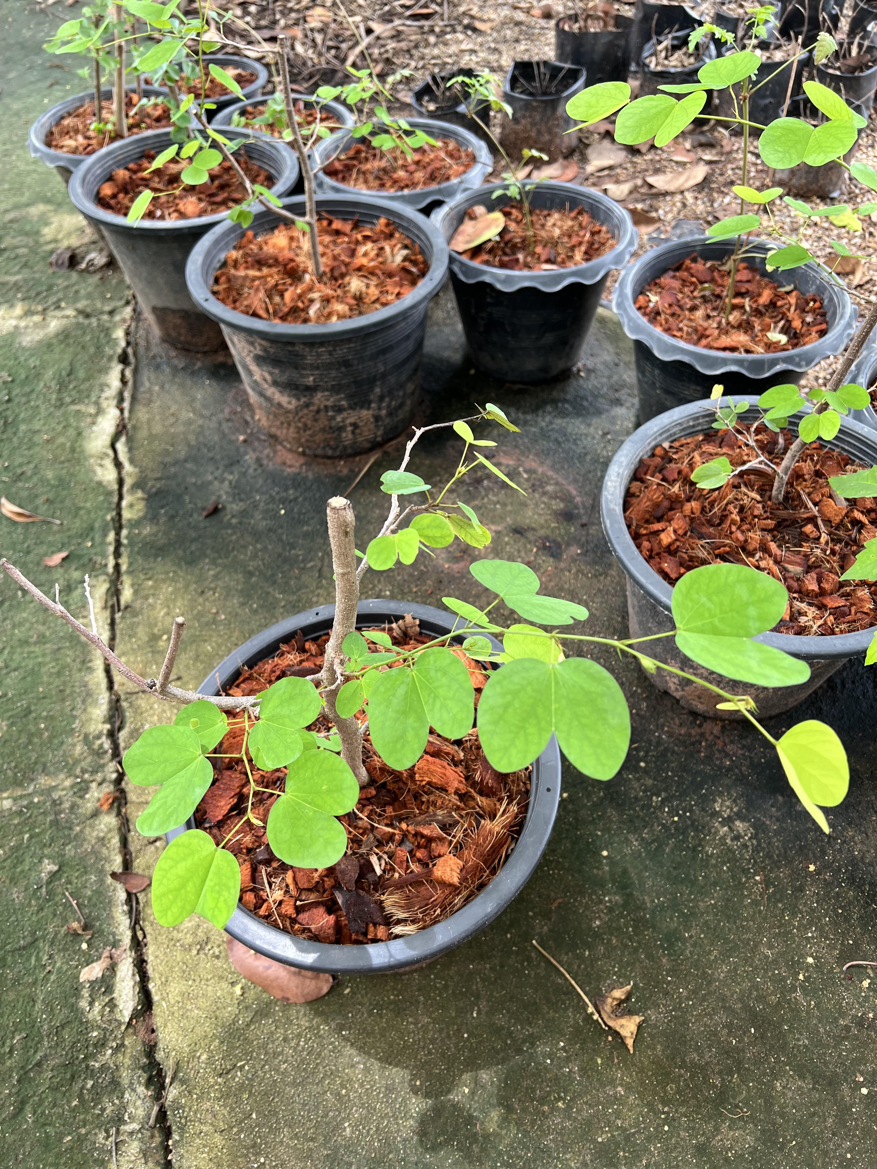 พญากาหลง bauhinia tomentosa