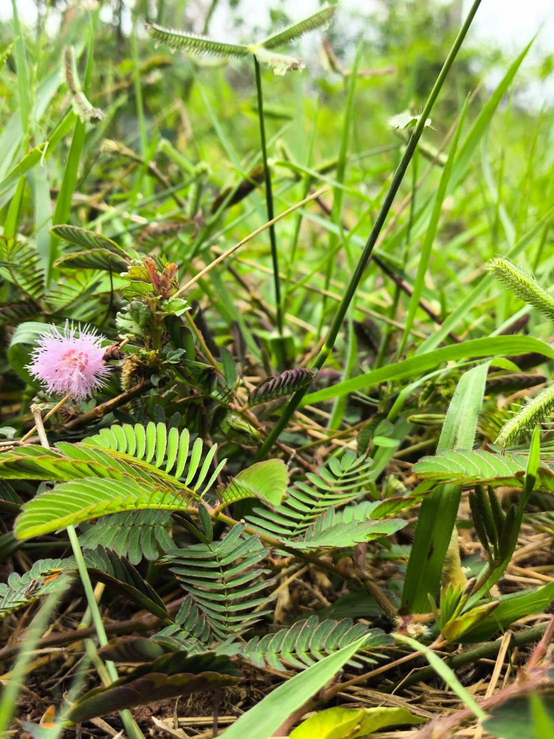 ไมยราบ sensitive plant ทั้งต้น ราก ใบ ดอก