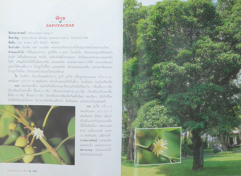 ไม้ต้นประดับ (เล่ม 2) (ขายตามสภาพ)