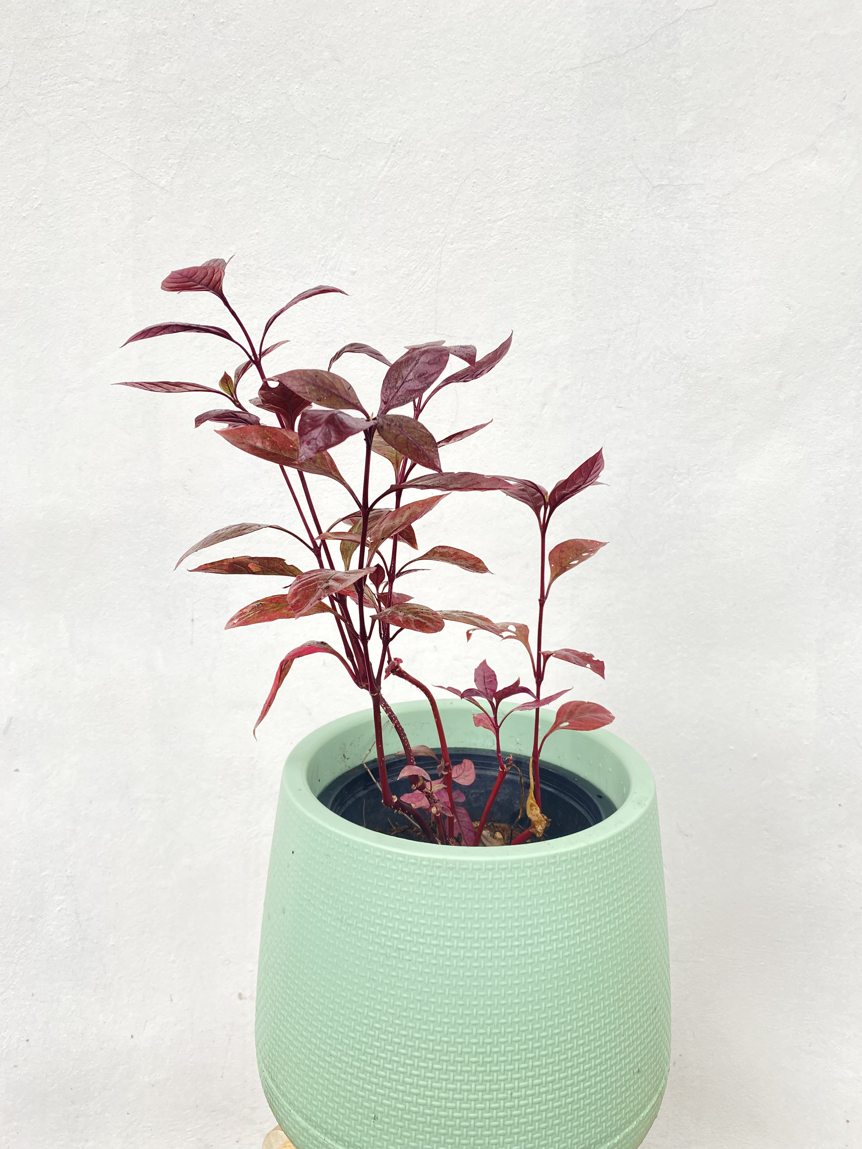 ต้นแดงสิงคโปร์ dentata ruby , little ruby ไม้มงคลพุ่มเตี้ย