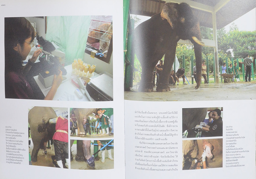 คืนช้างสู่ธรรมชาติ