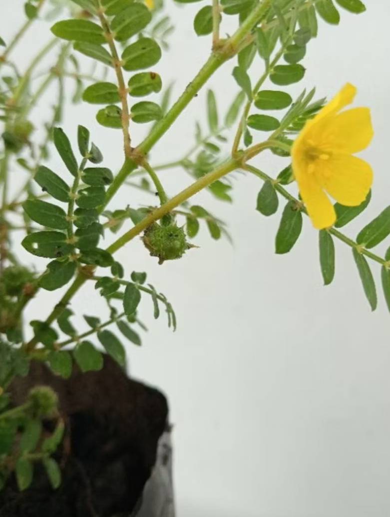 ต้นโคกกระสุน puncture vine