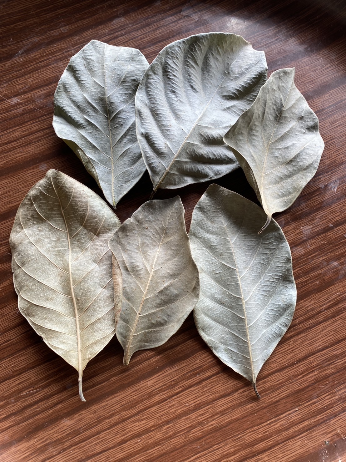 ใบขนุนแห้ง Artocarpus heterophyllus Lam. ออแกนิค อาหาร Isopod