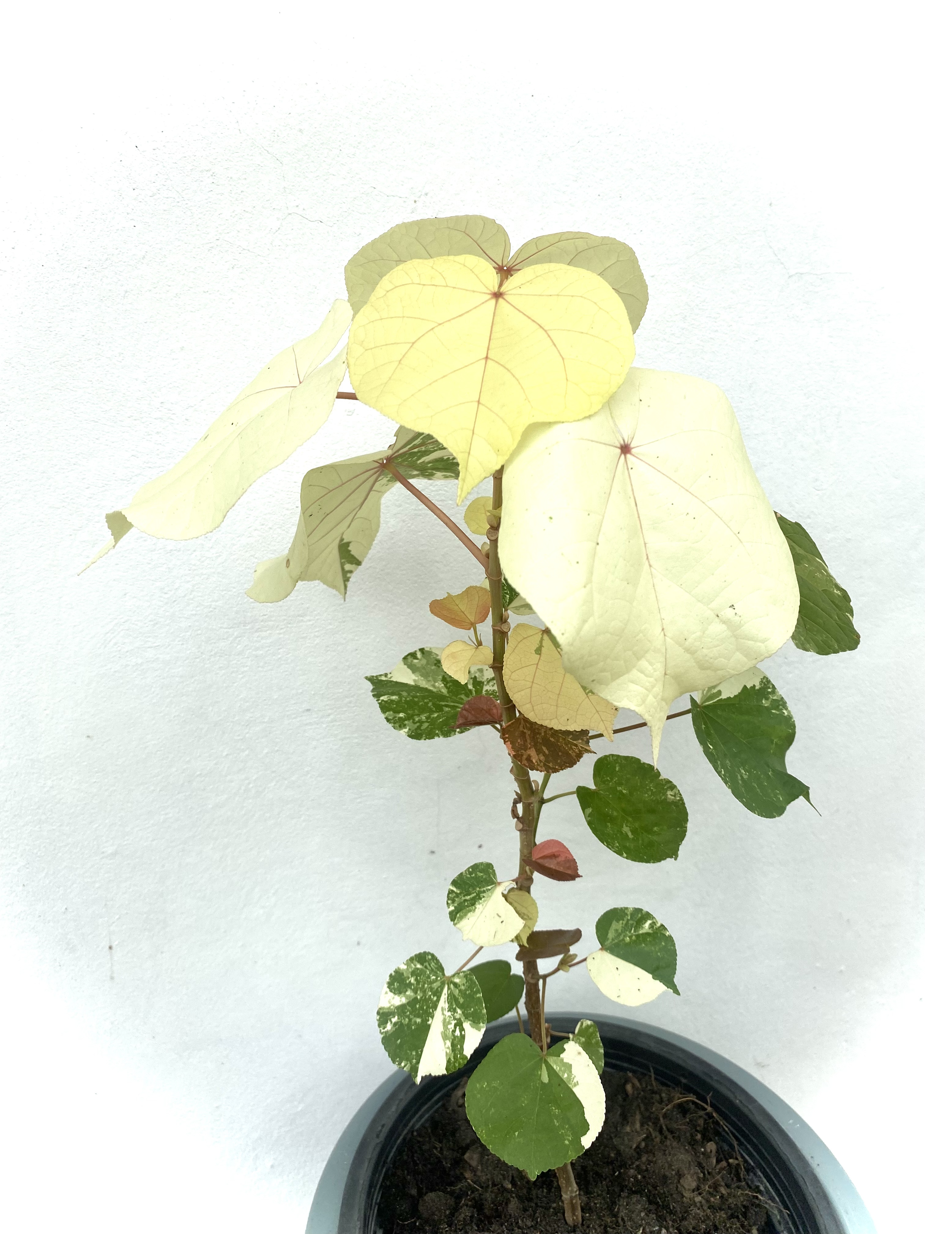 ต้นโพธิ์เจ็ดสี Bodhi Tree ไม้มงคล ไม้ด่าง ไม้ประดับ