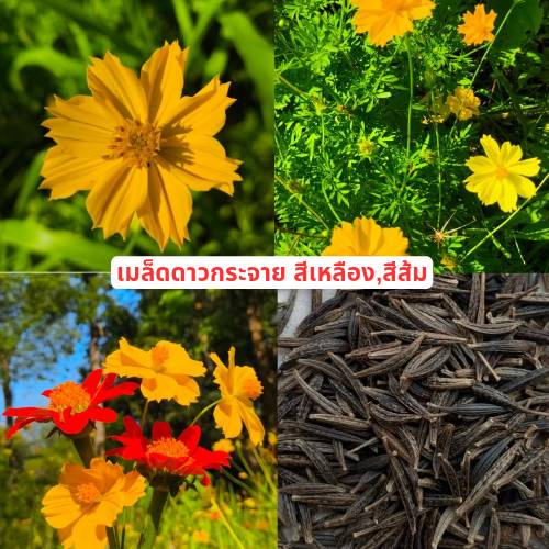 เมล็ดพันธุ์ดาวกระจายแท้ Yellow Cosmos Flower seed