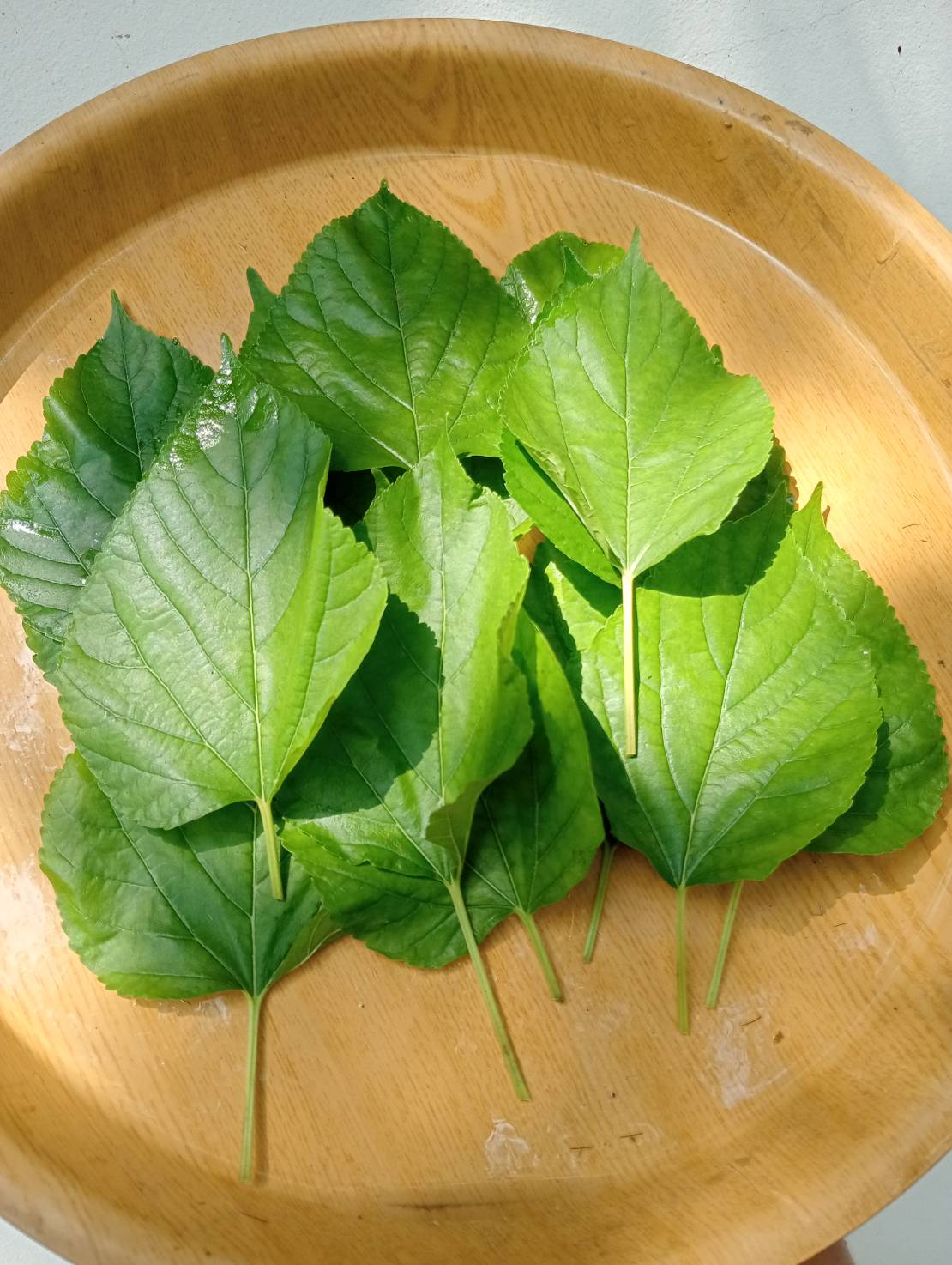 ใบหม่อน เก็บสด Morus sp