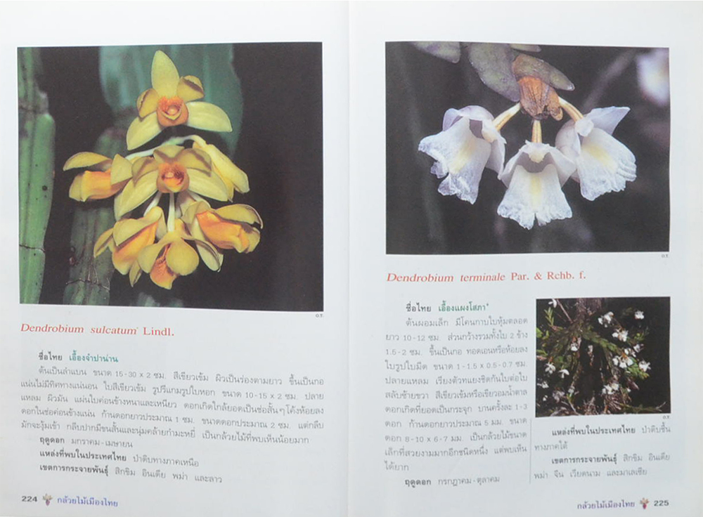 กล้วยไม้เมืองไทย (ขายตามสภาพ)