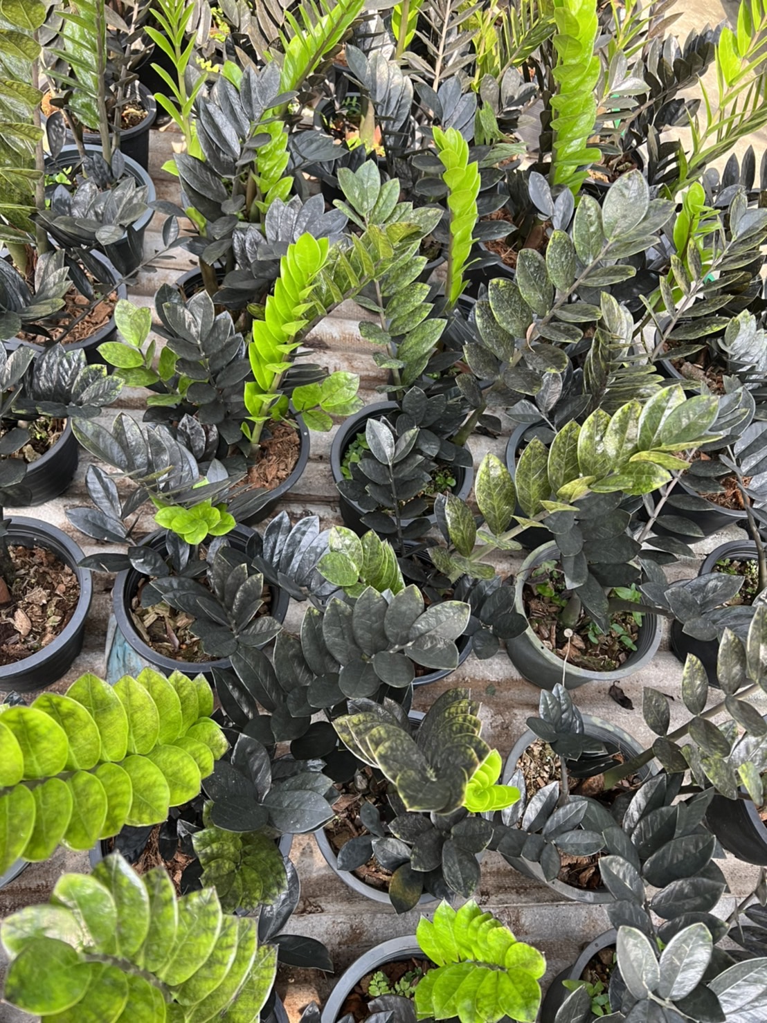 กวักมรกตดำ black zanzibar gem