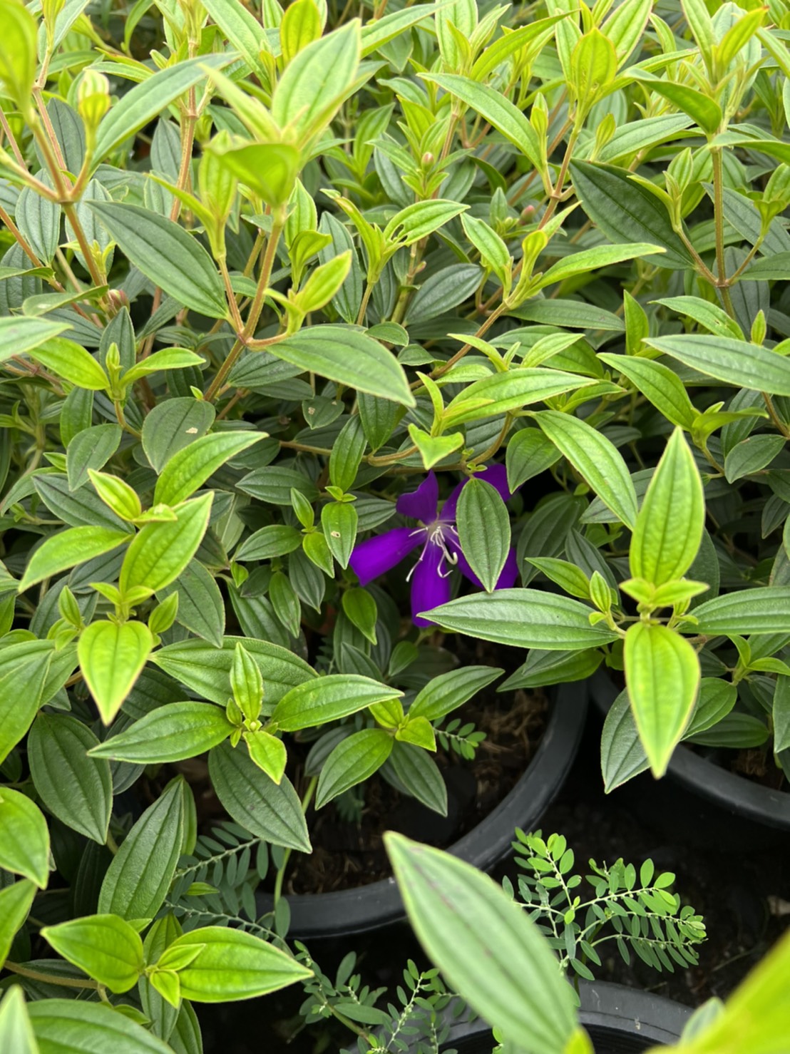 ม่วงมงคล Glory Bush
