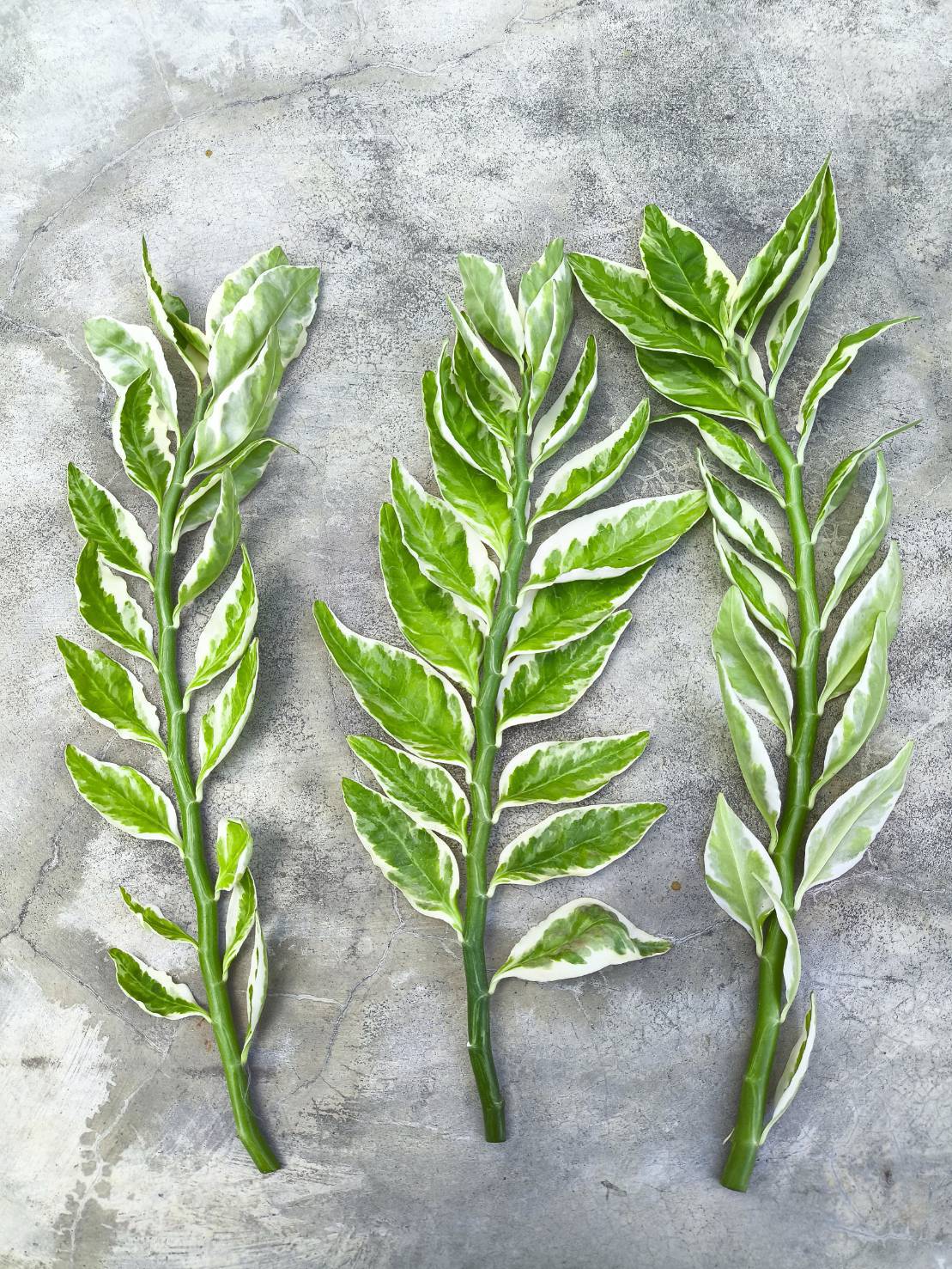 🌿 กิ่งแสยกด่างตัดสด 🌿 Zigzag Plant