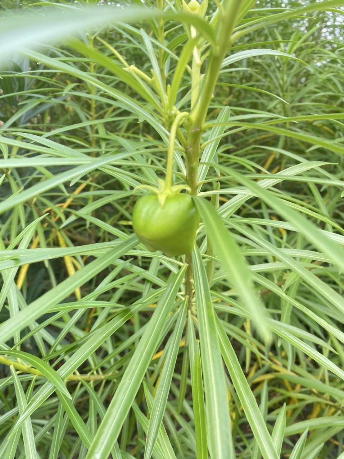 กิ่งรำเพย Trumpet flower, Lucky Bean, Lucky Nut
