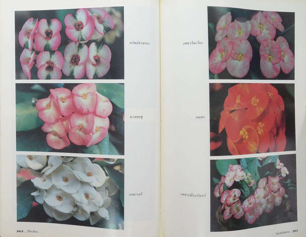 โป๊ยเซียนไม้แห่งโชคลาภ (ขายตามสภาพ)