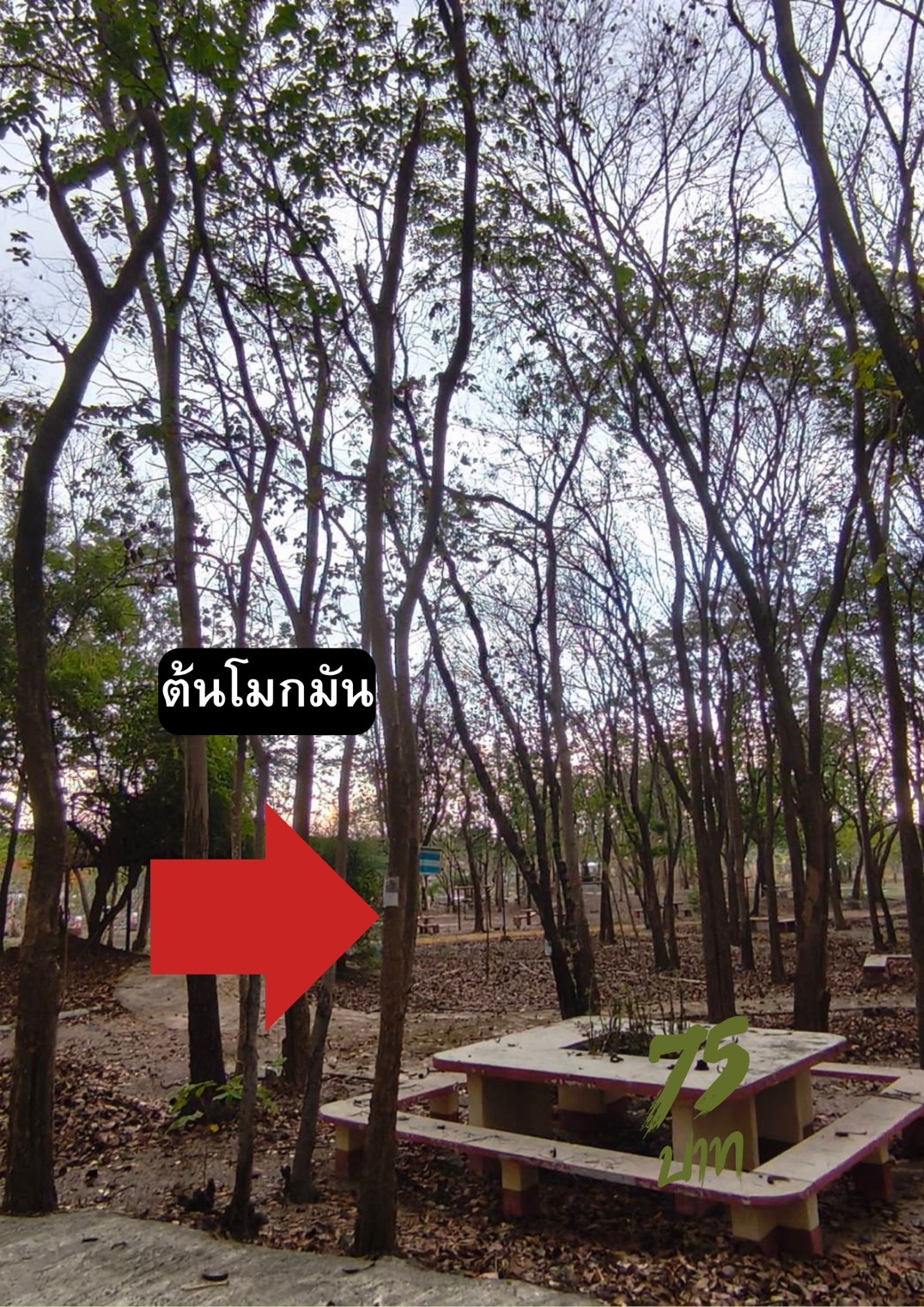 ต้นโมกมัน Wrightia arborea (Dennst.) Mabb