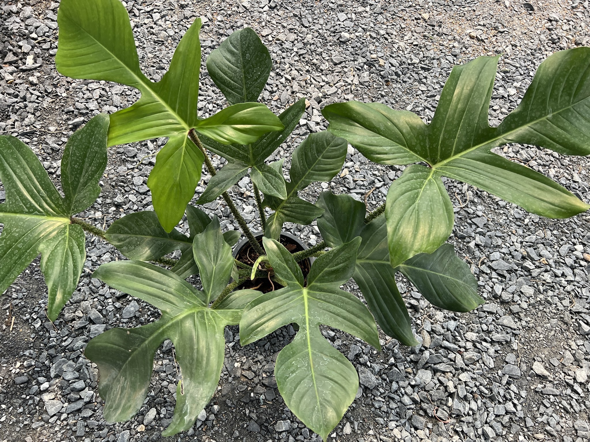 ฟิโลเดนดรอนก้ามกุ้งขน หรือ ก้ามกุ้งเขียว Philodendron pedatum