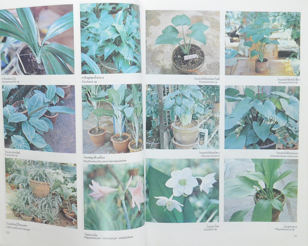 สารานุกรมไม้ประดับในประเทศไทย