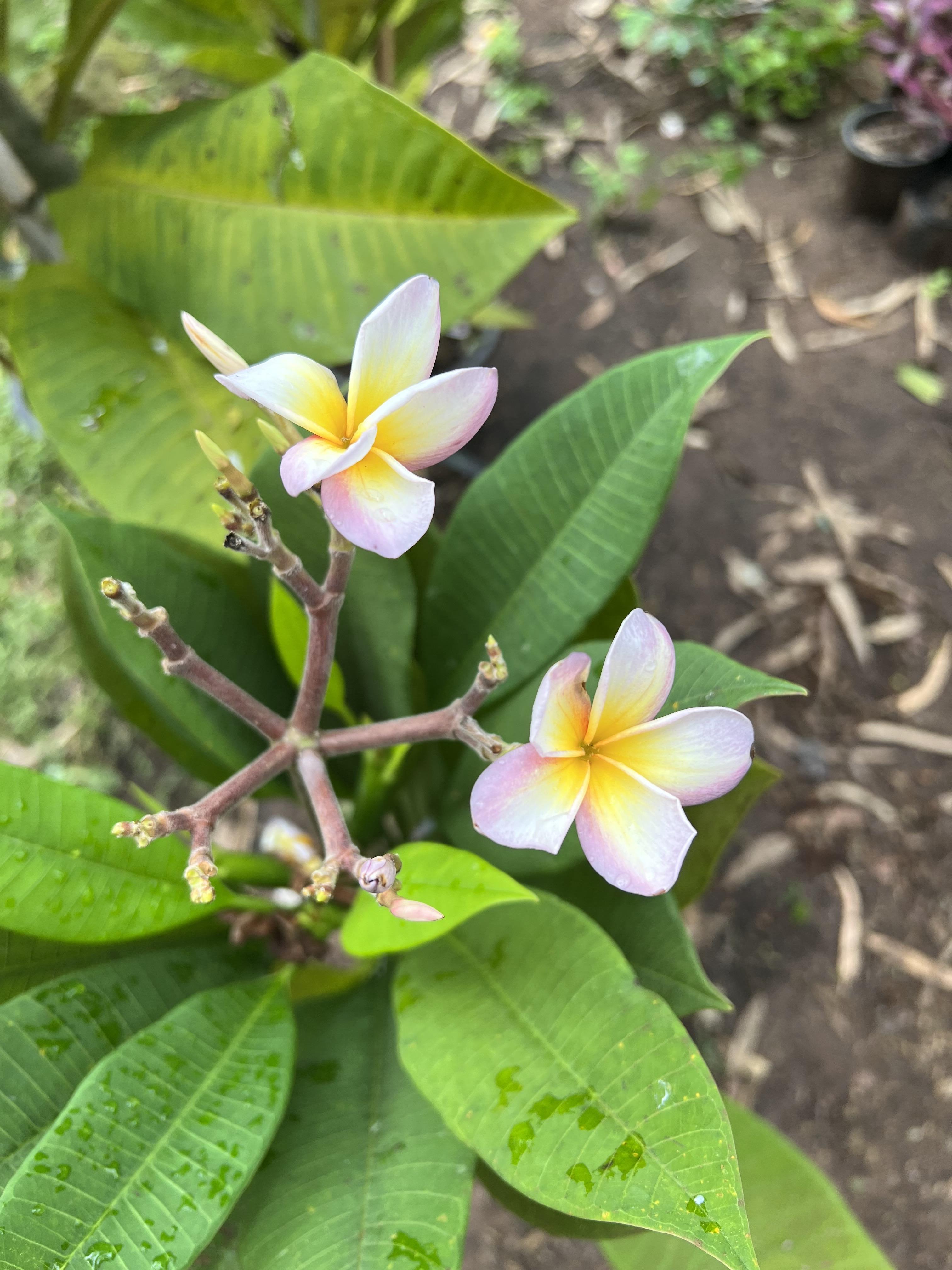 ต้นลีลาวดี เหลืองพระเทพ ต้นลั่นทม Plumeria ไม้ดอกยืนต้น