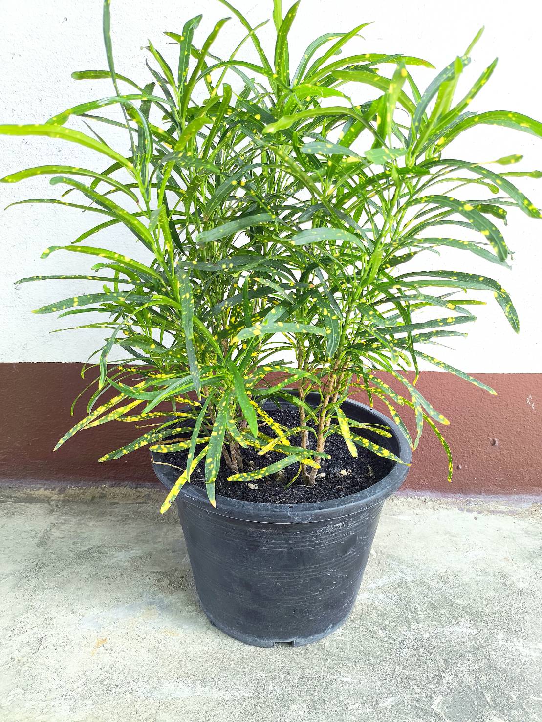 ✨ ต้นโกสนแส้ม้า ใบเรียวยาว Croton