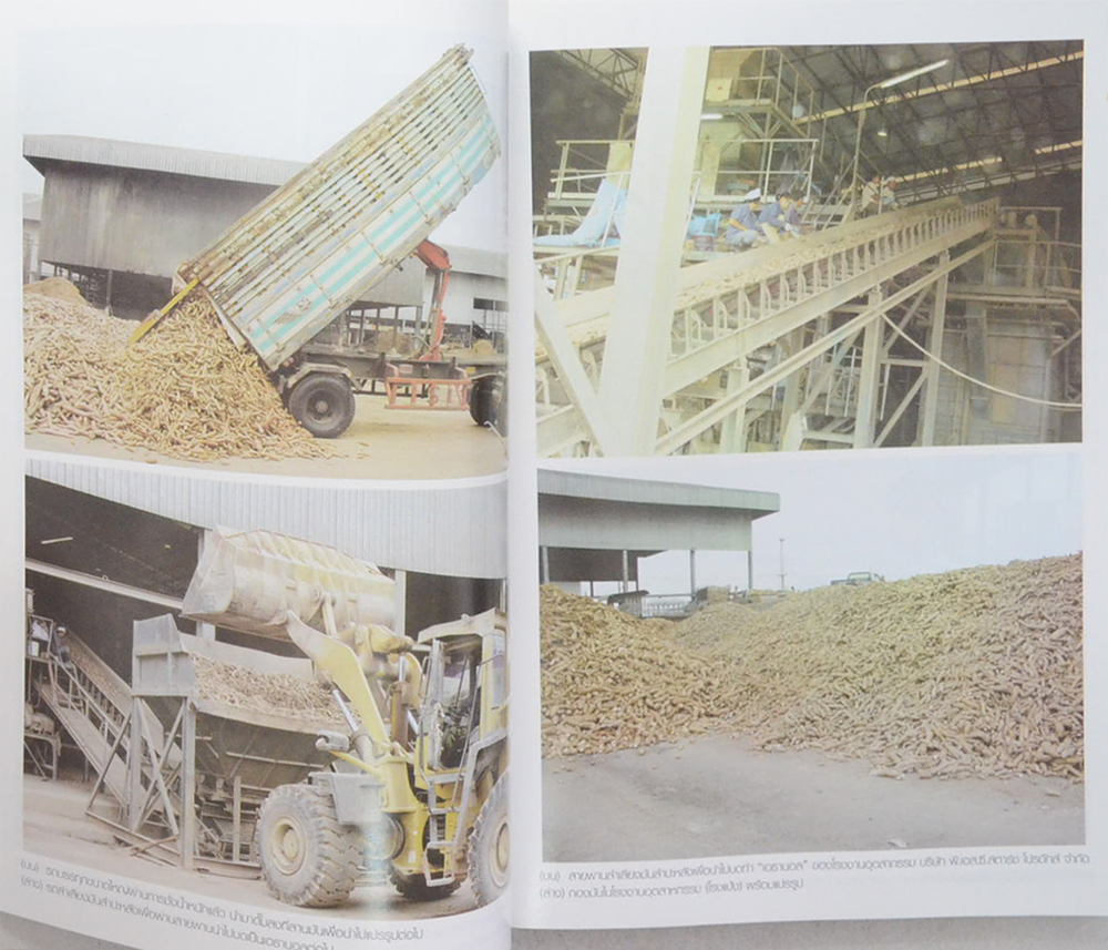 วิธีเพิ่มผลผลิต มันสำปะหลัง