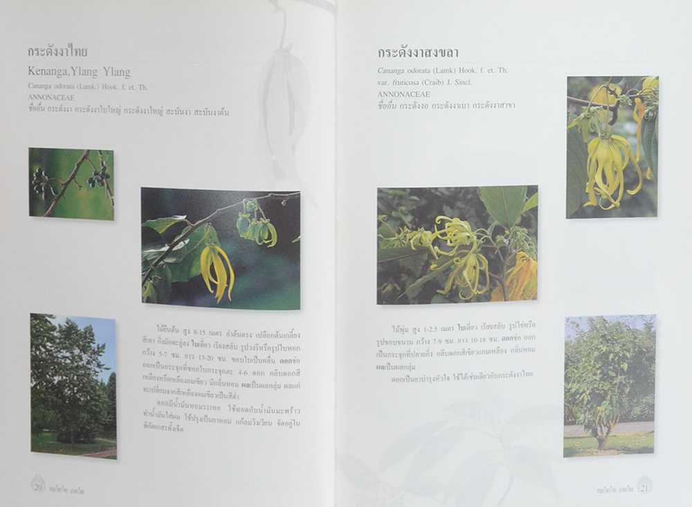 สมุนไพรไทย มรดกไทย