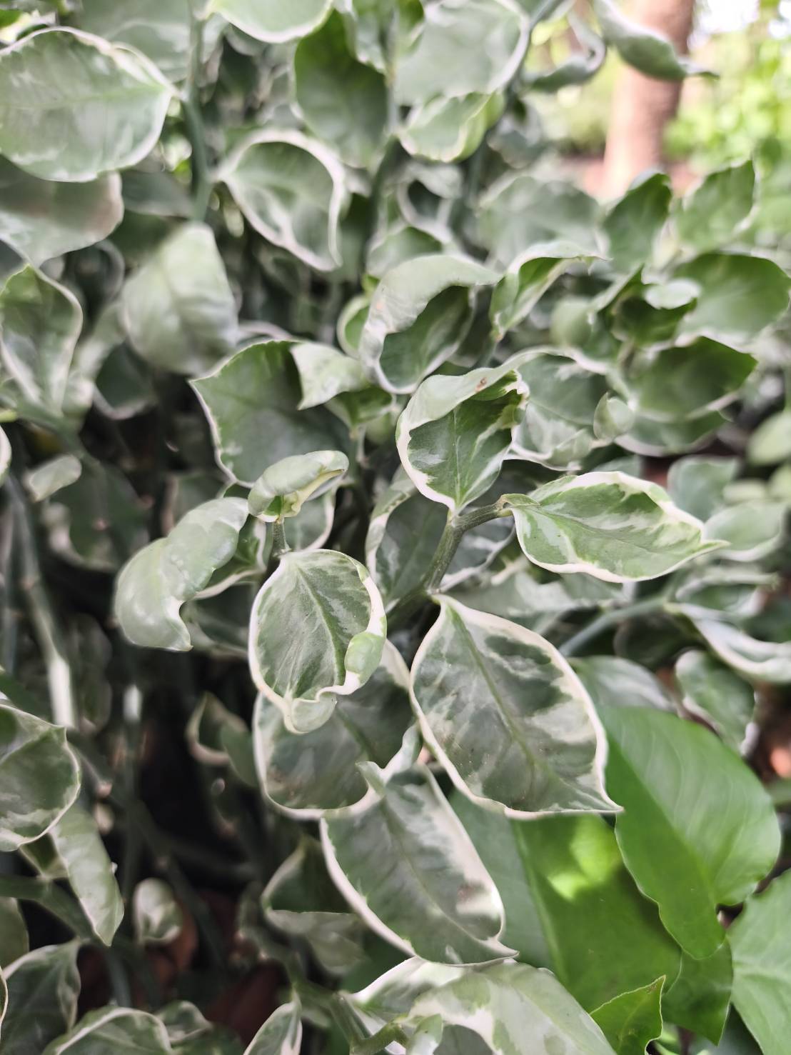 ต้นแสยกกวักเงินกวักทองใบด่าง zigzag plant