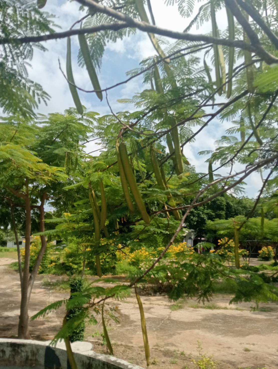 ฝักหางนกยูงฝรั่ง Delonix regia (Bojer Ex Hook.) Rafin.