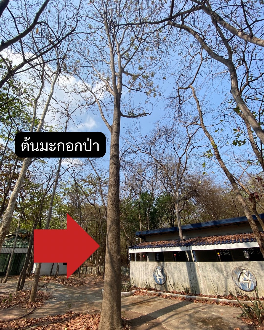 ต้นมะกอกป่า Spondias pinnata (L.f.) Kurz