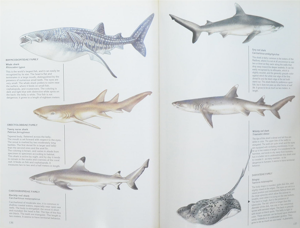 MALDIVES DIVING GUIDE