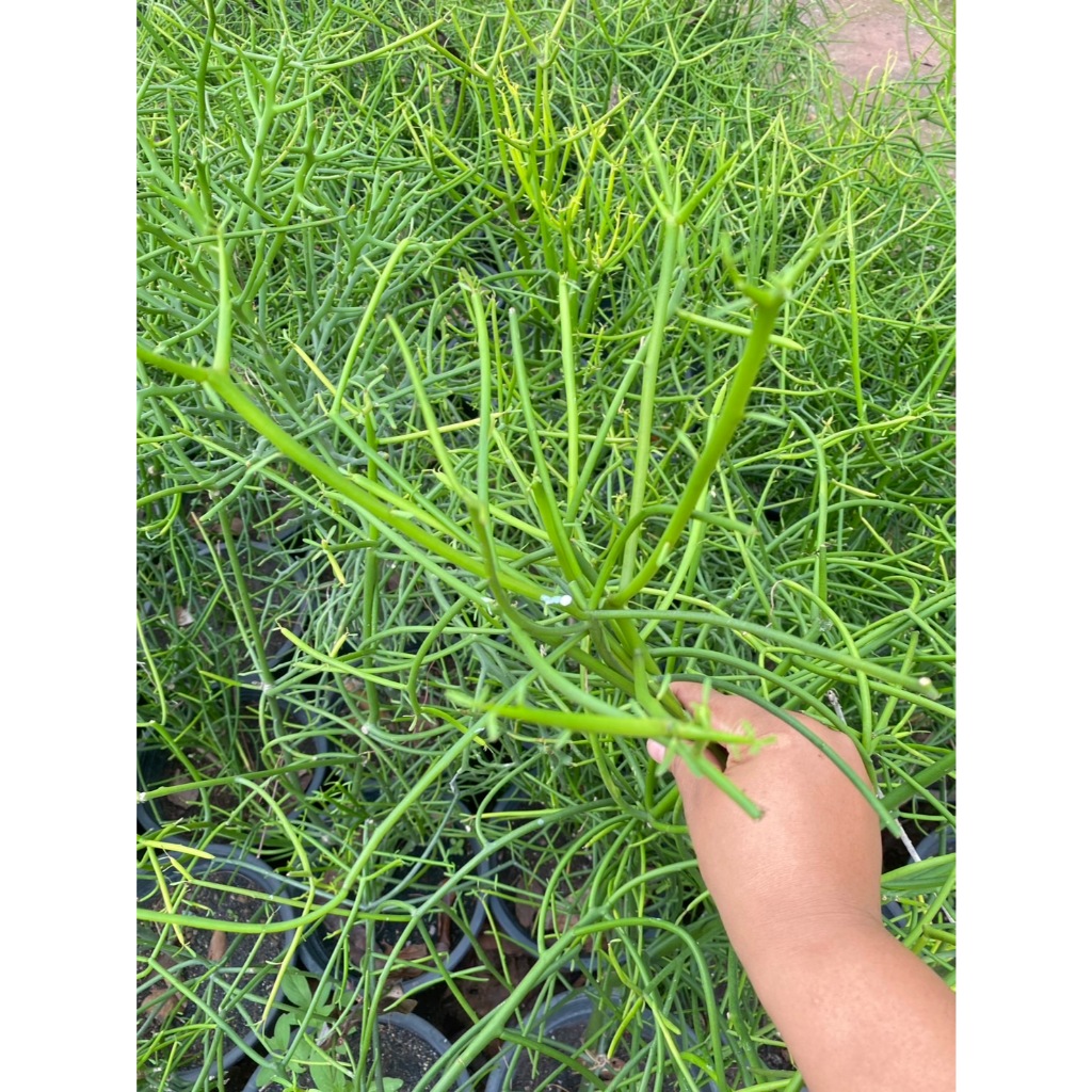 กิ่งพญาไร้ใบ Milk bush
