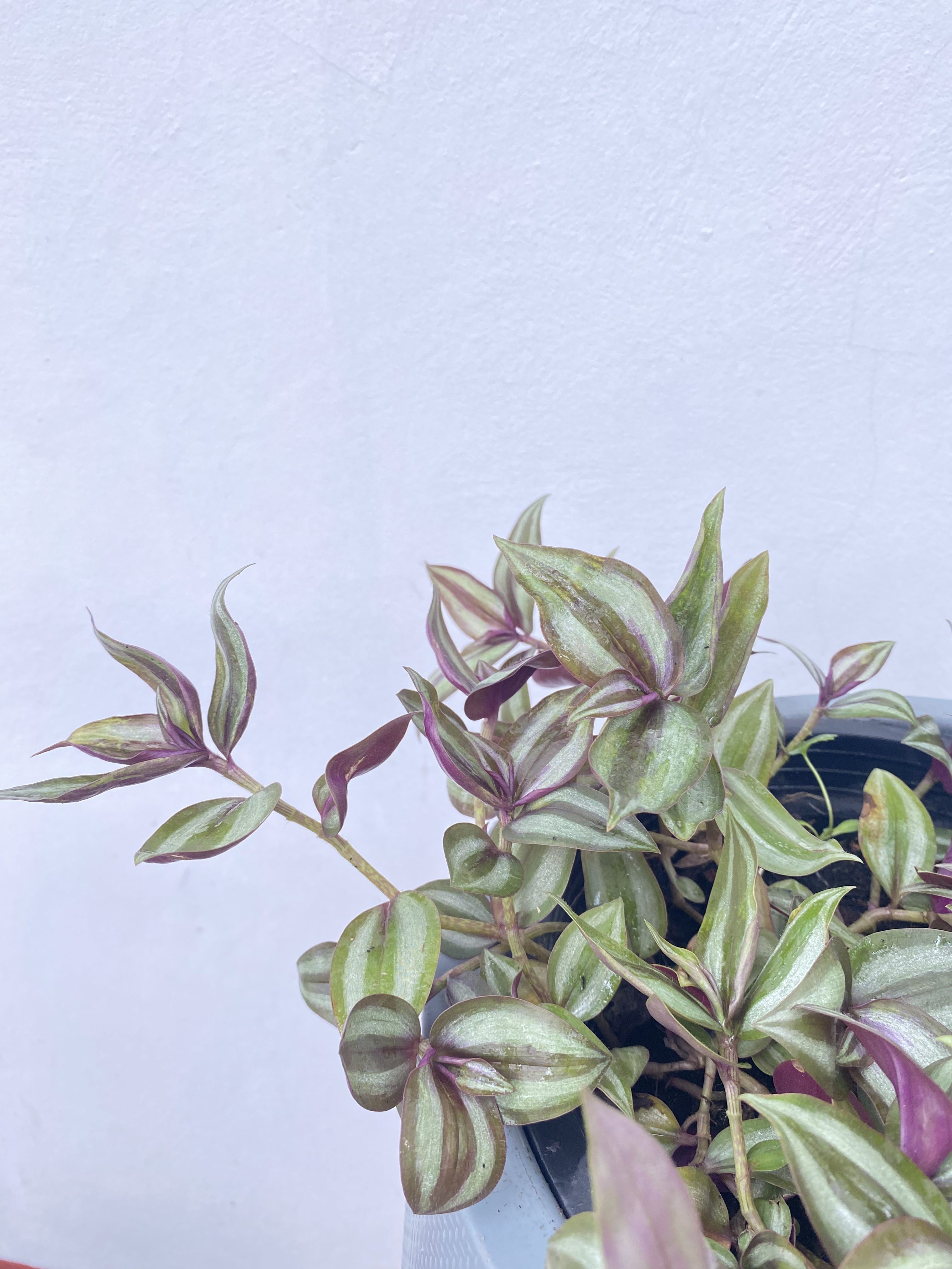 ก้ามปูหลุด หรือ ปีกแมลงสาบ Wandering Jew