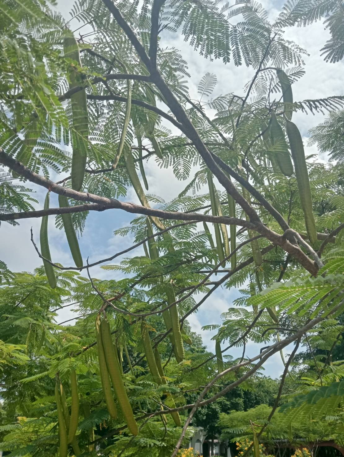 ฝักหางนกยูงฝรั่ง Delonix regia (Bojer Ex Hook.) Rafin.