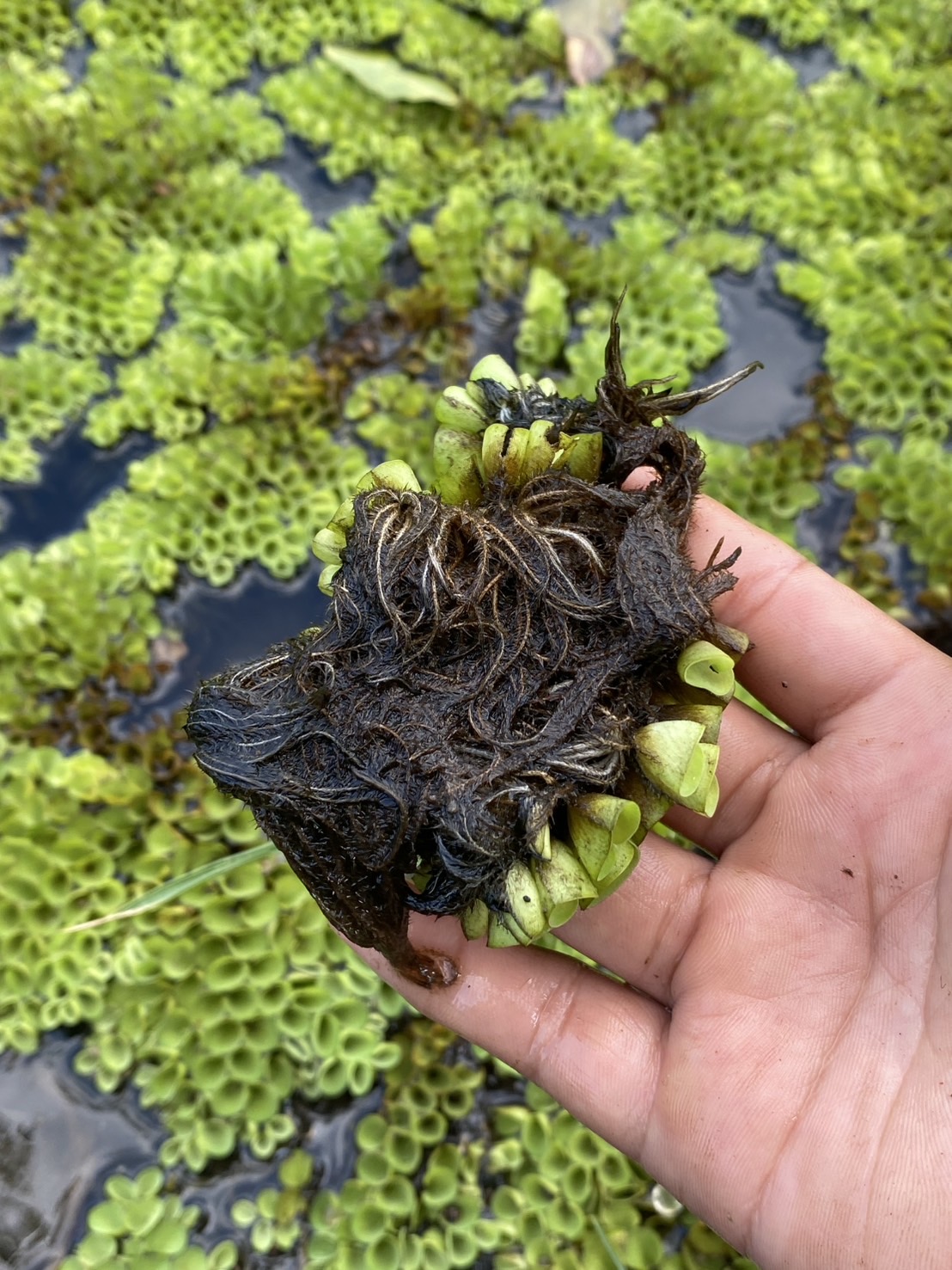 จอกหูหนู Asian Watermoss