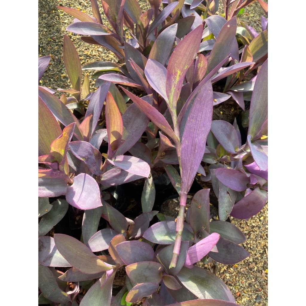 กิ่งต้นหัวใจสีม่วง หรือหัวใจราหู Purple Hear