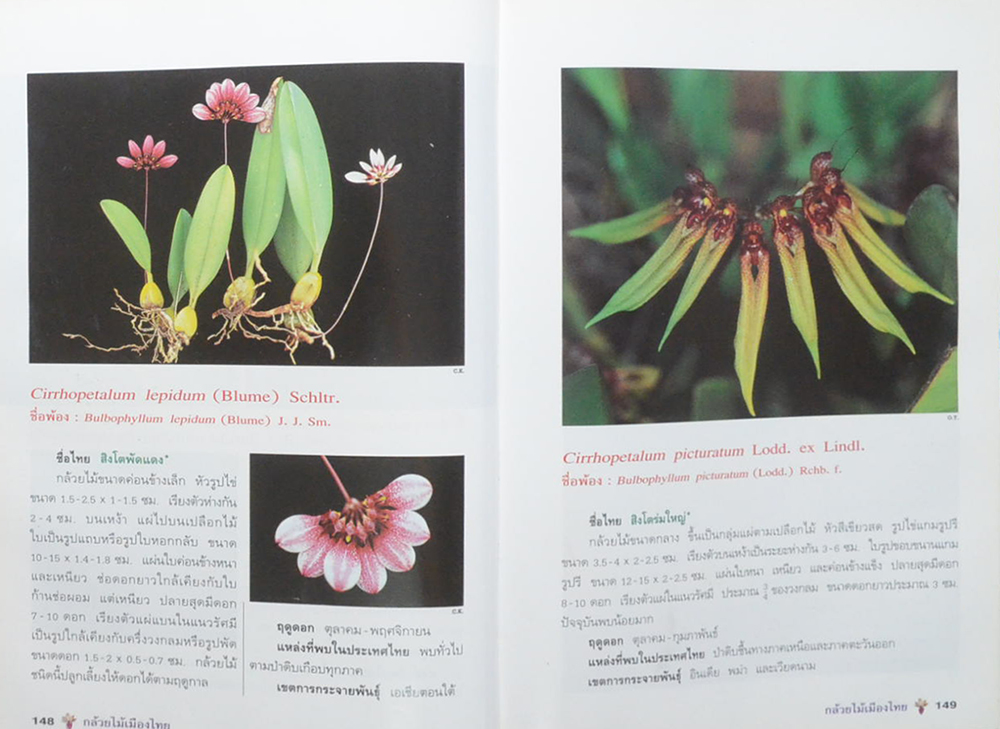 กล้วยไม้เมืองไทย (ขายตามสภาพ)