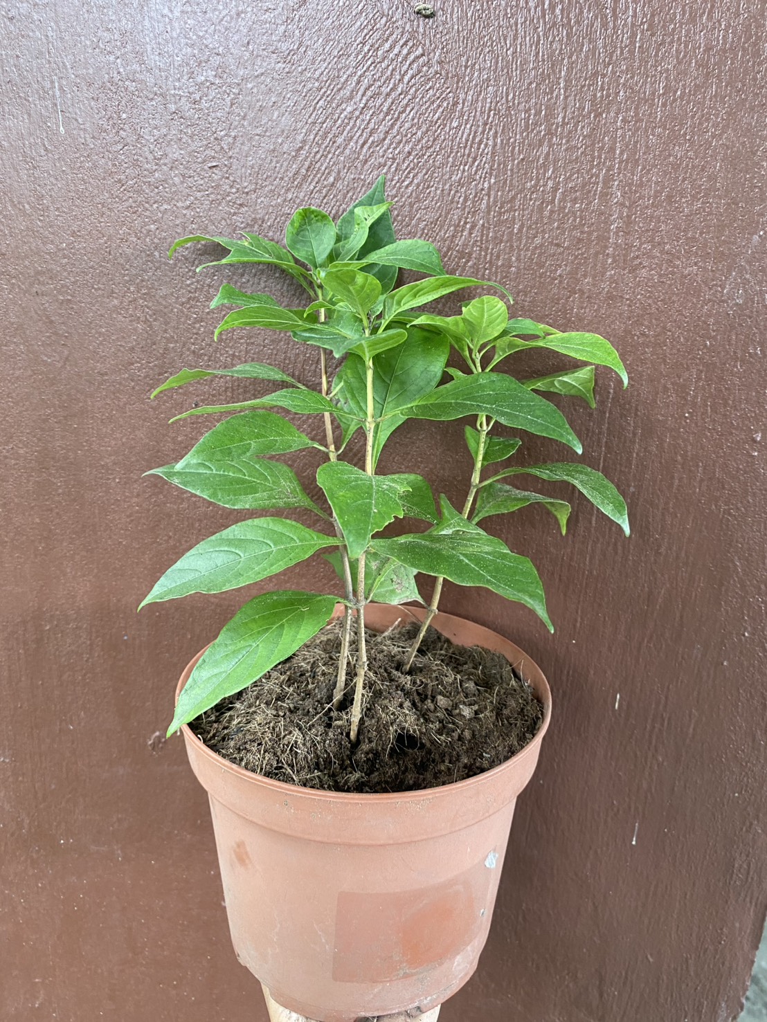 อเมริกันบิ้วตี้ American Beauty Rose