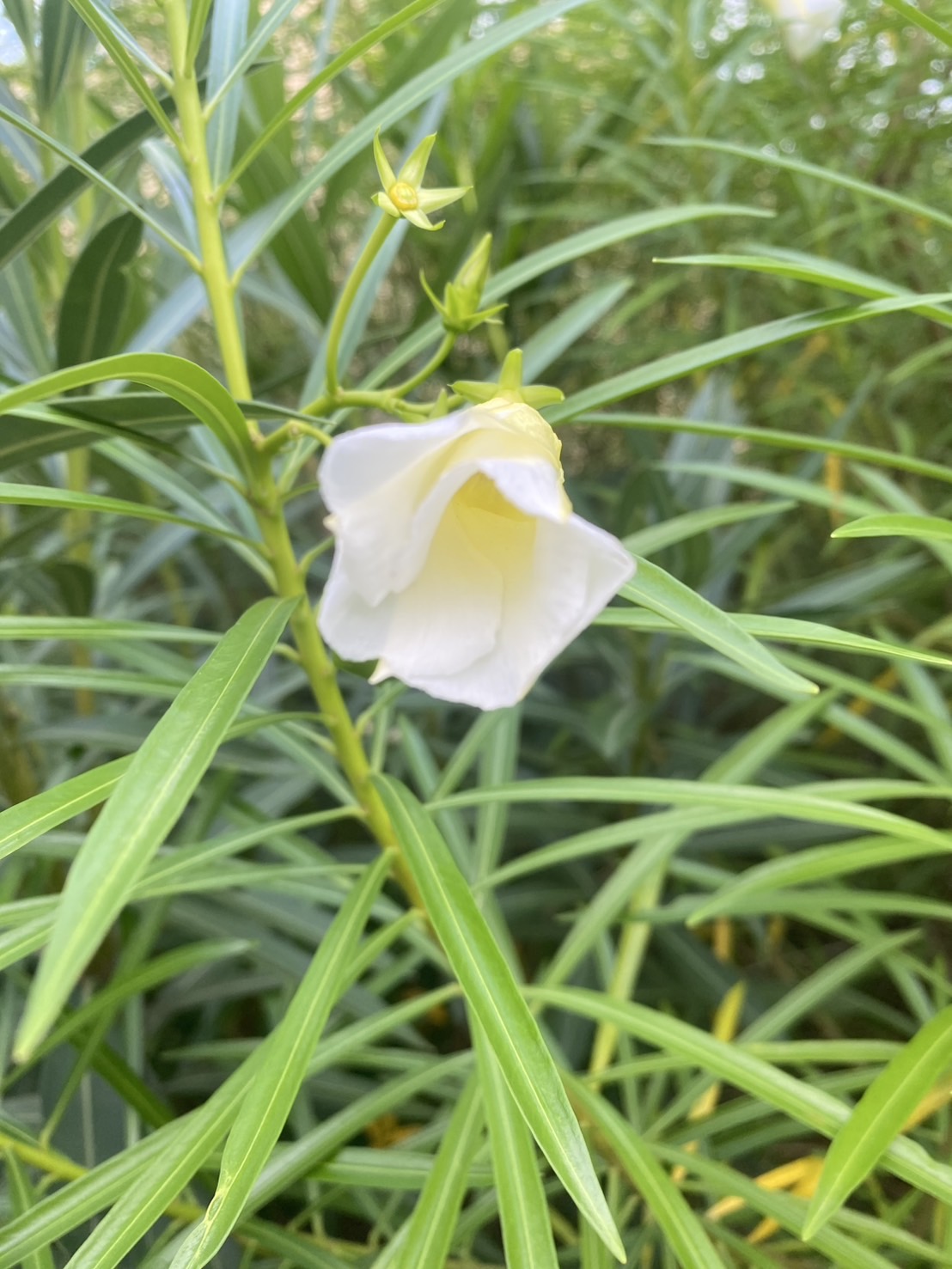 กิ่งรำเพย Trumpet flower, Lucky Bean, Lucky Nut