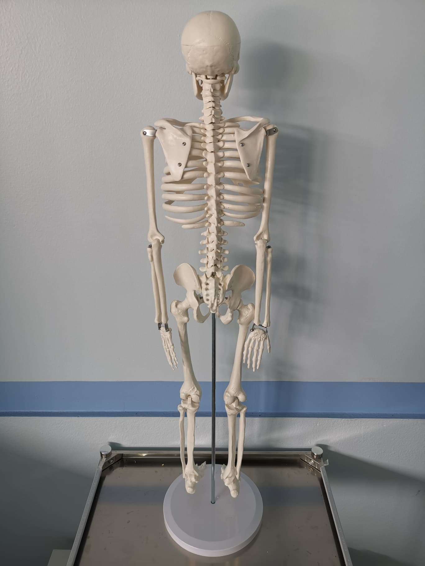 โมเดลโครงกระดูกมนุษย์ ขนาด 85 ซ.ม.