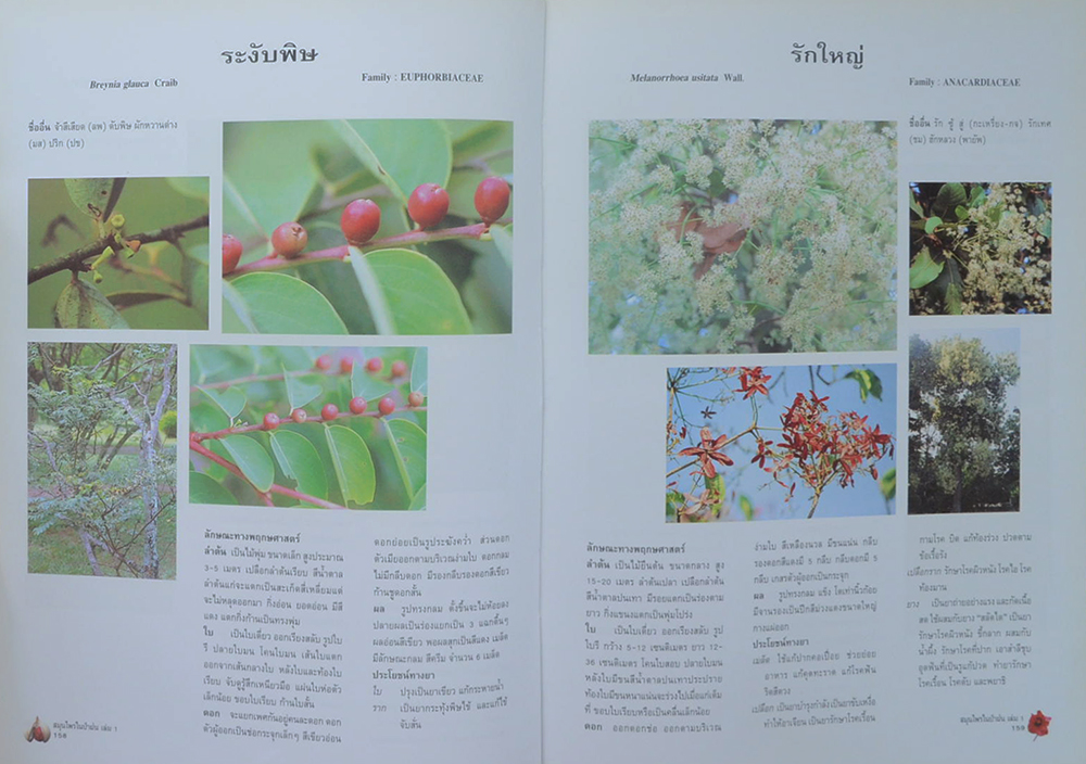 สมุนไพรในป่าฝน (เล่ม 1) (ขายตามสภาพ)