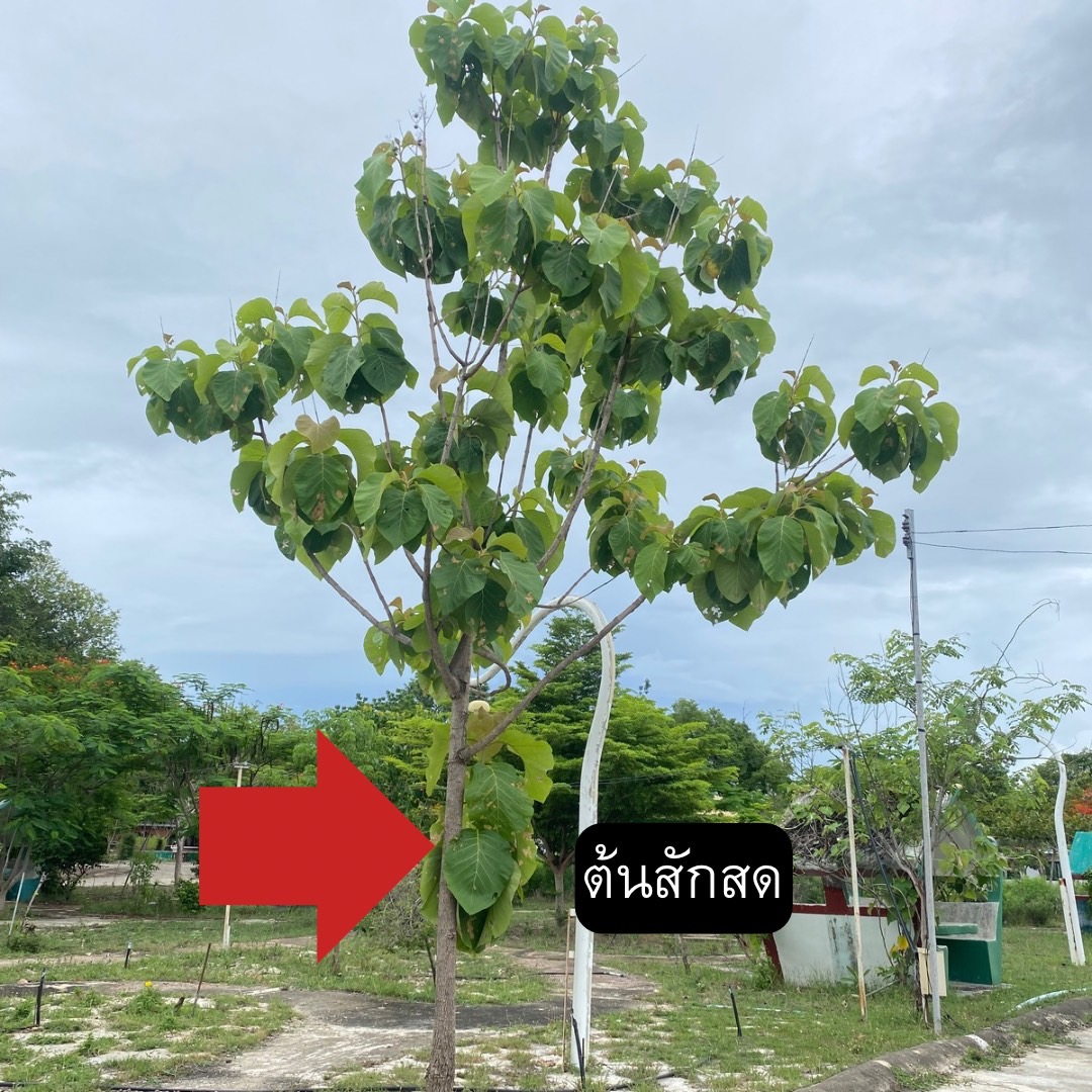 ต้นสักลด Tectona grandis L.f.