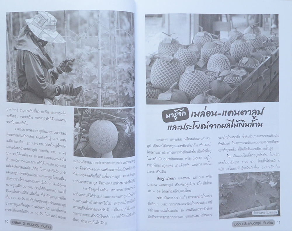 เมล่อน & แคนตาลูบ