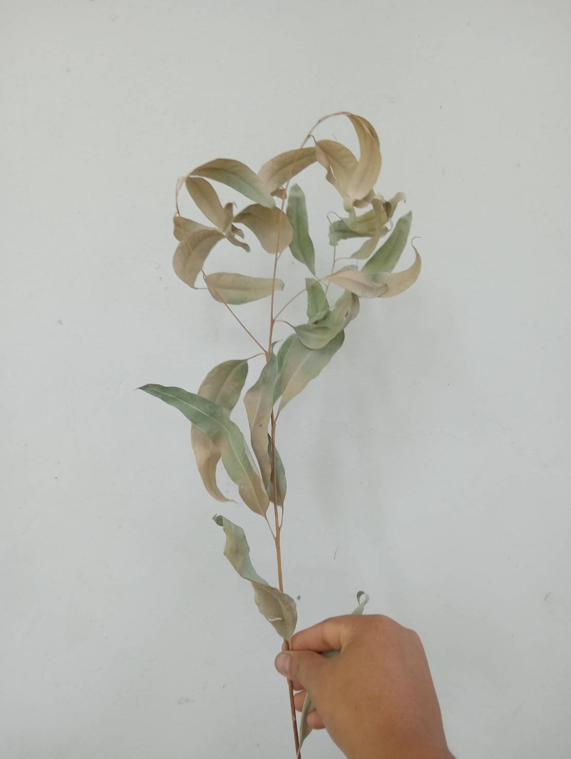 ใบยูคาลิปตัสแห้ง Eucalyptus camaldulensis Dehnh