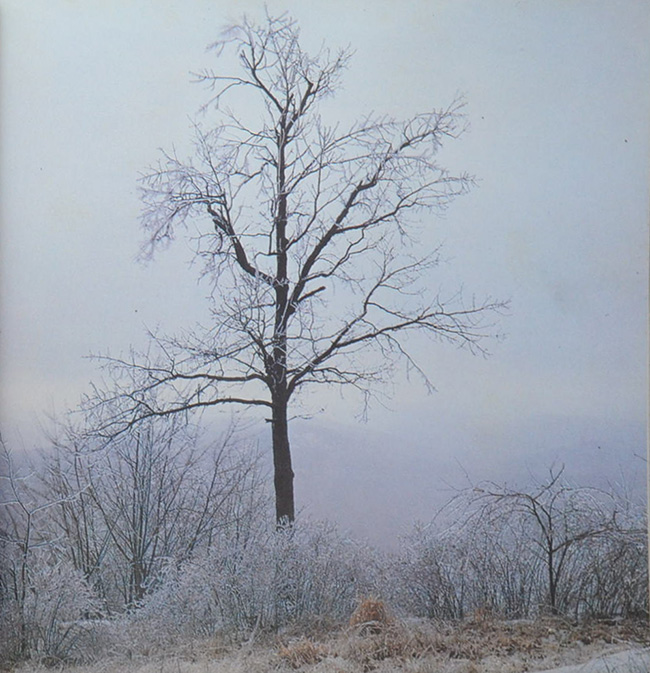 นางบุญชื้น เตชะกัมพุช (ปิโตเลียมในประเทศไทย)