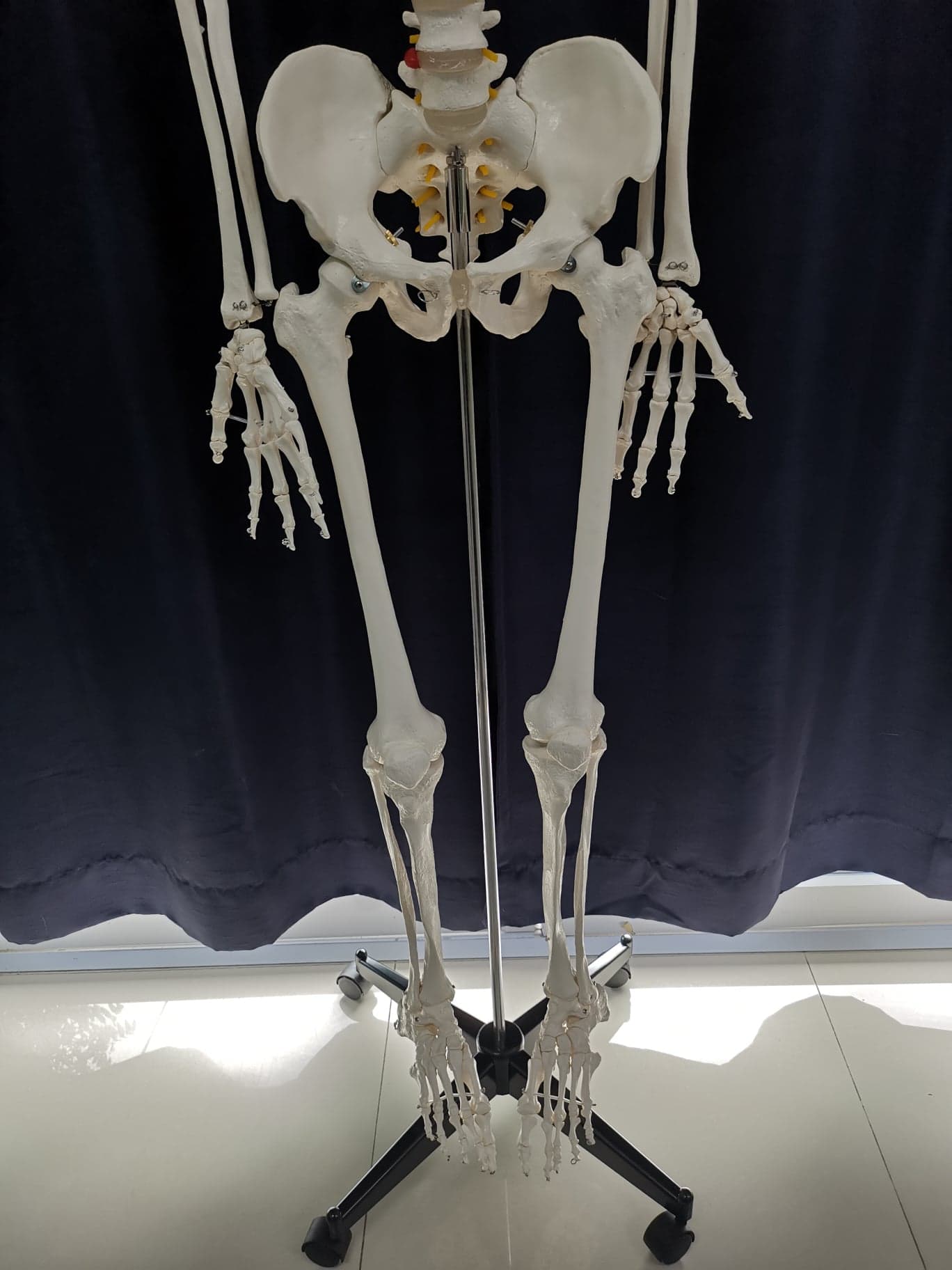 โมเดลโครงกระดูกมนุษย์ ขนาดเท่าของจริง แบบกระดูกอ่อนใส (รุ่น PVC แข็งแรงพิเศษ)