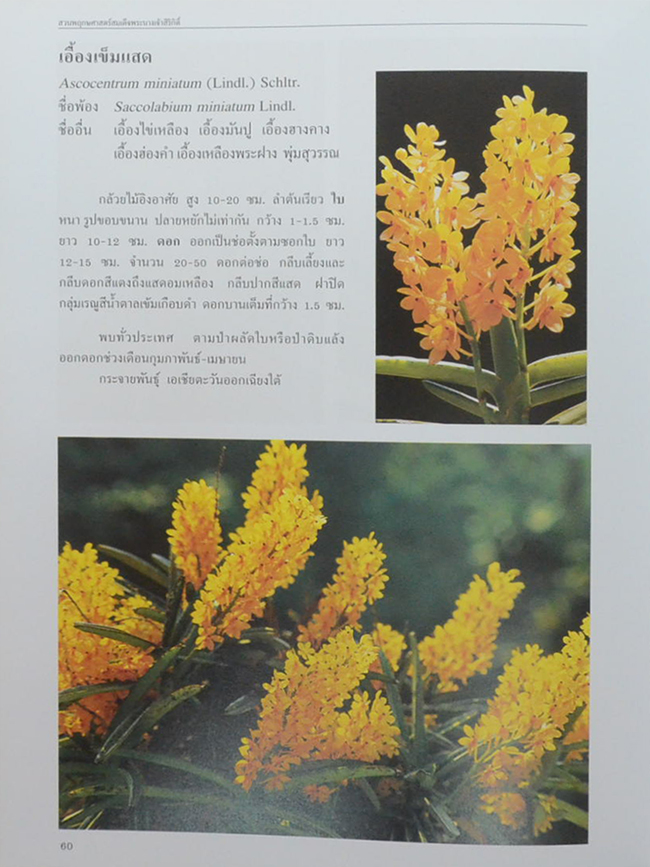 สวนพฤกษศาสตร์สมเด็จพระนางเจ้าสิริกิติ์ เล่ม 6 กล้วยไม้ไทย (ขายตามสภาพ)