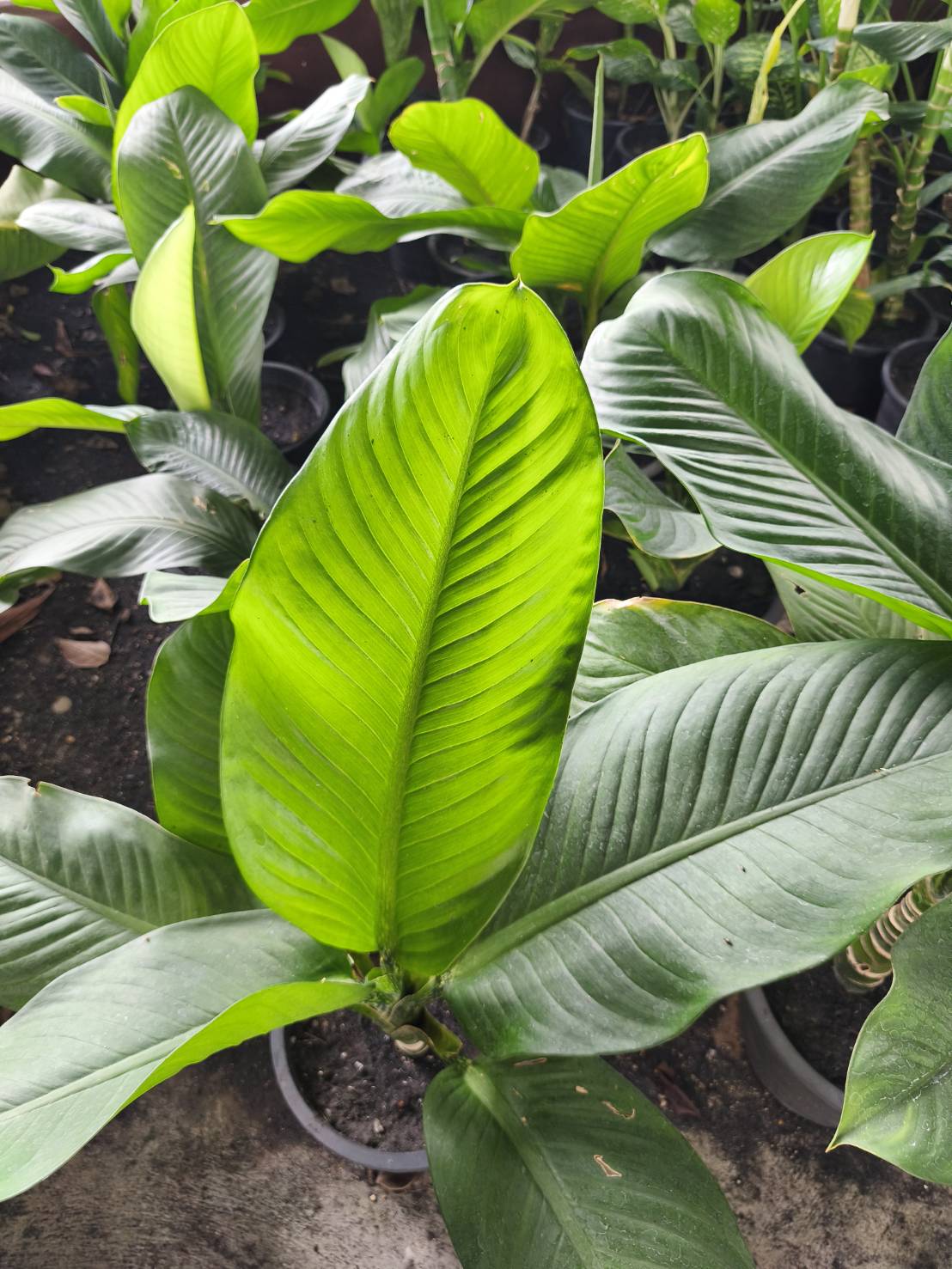 ต้นเศรษฐีวิลสัน Dumb Cane Plants