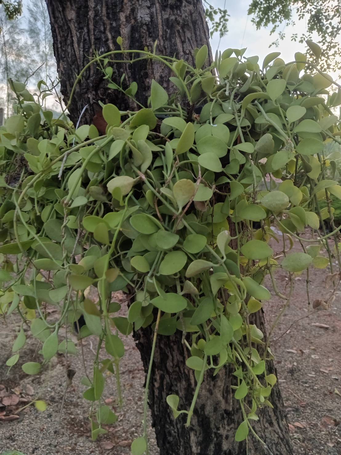 เดฟ Dischidia ไม้เลื้อย