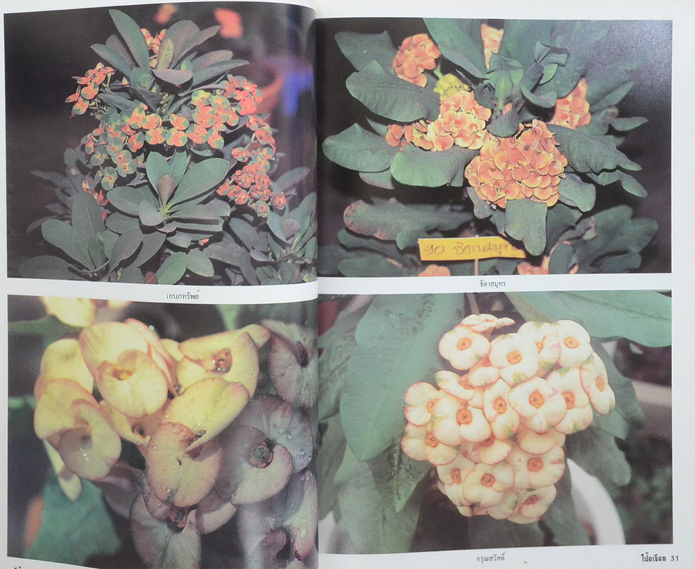 ตำราการปลูก-ขยายพันธุ์โป๊ยเซียน ต้นไม้เสี่ยงทาย (เล่ม 3)